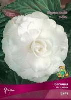 begonia_mahrov_white_kaper