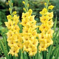 gladiolus_charisma