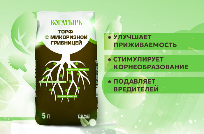 Новинка - Богатырь с микоризной грибницей