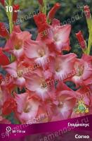 gladiolus_sogno_kaper